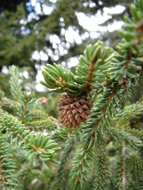 Picea orientalis galle ananas